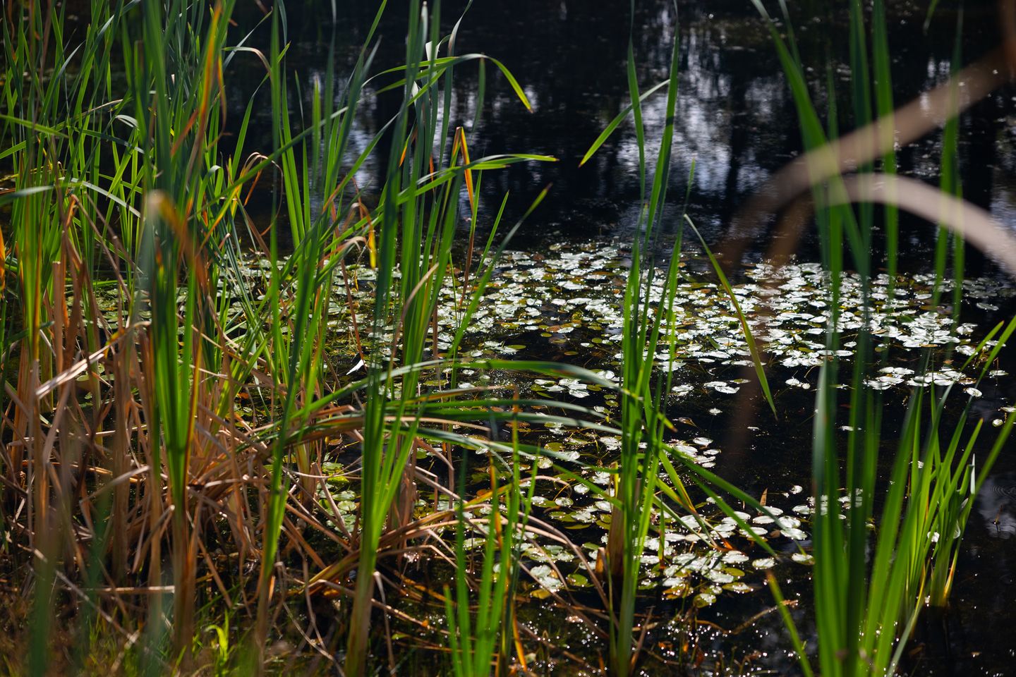 Photo 14 of Bastinglaan 20