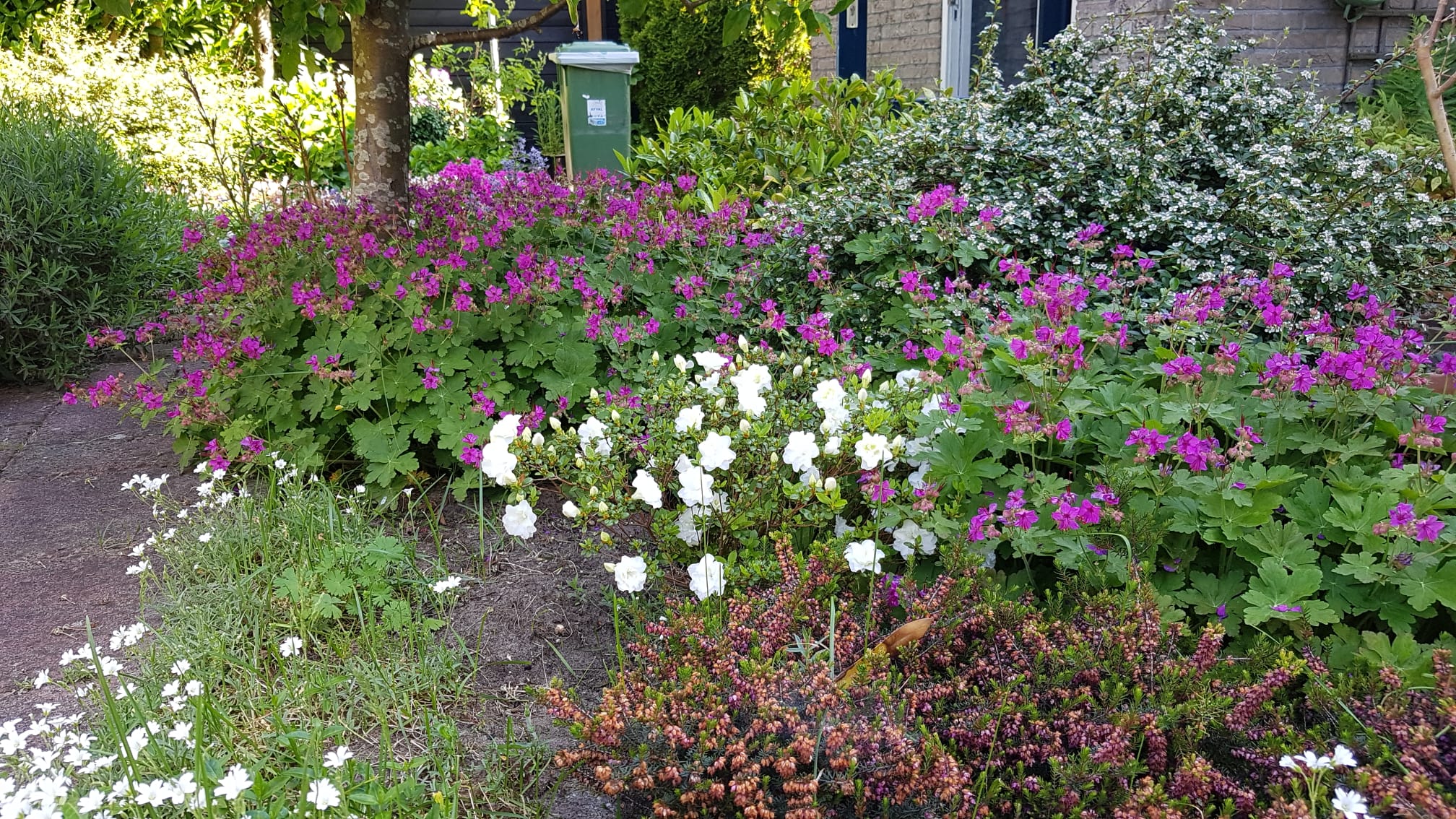 Photo 51 of Pinksterbloem 3