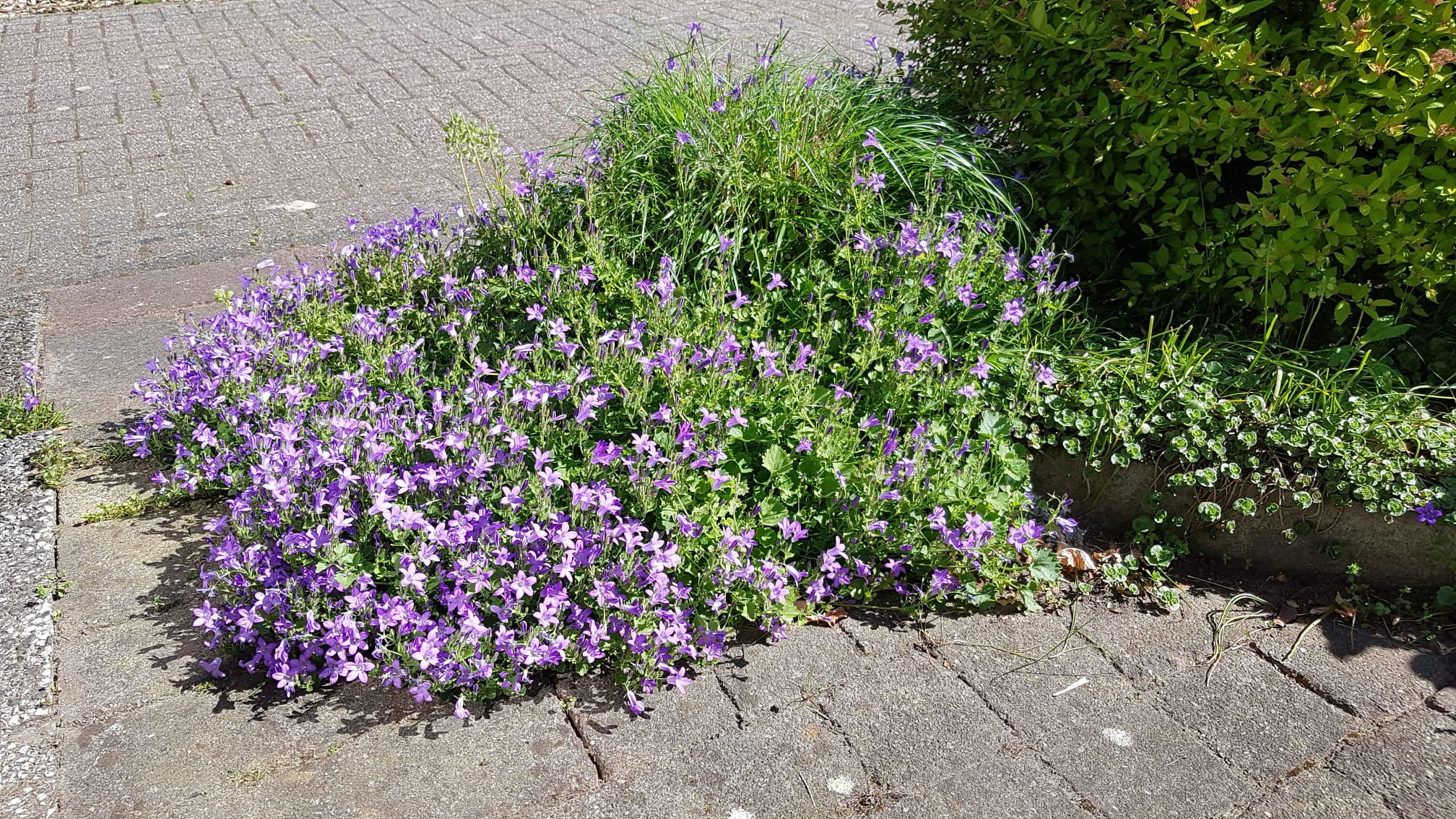 Photo 54 of Pinksterbloem 3