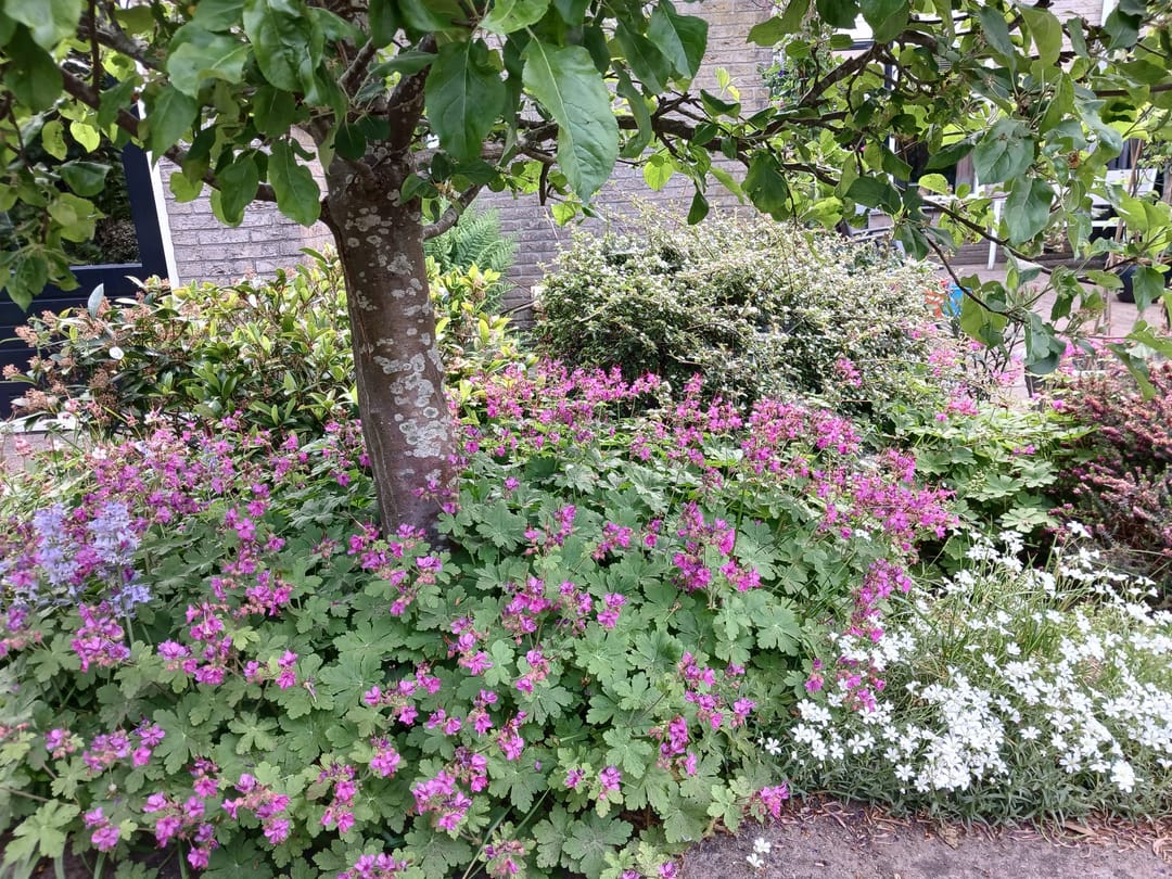 Photo 46 of Pinksterbloem 3