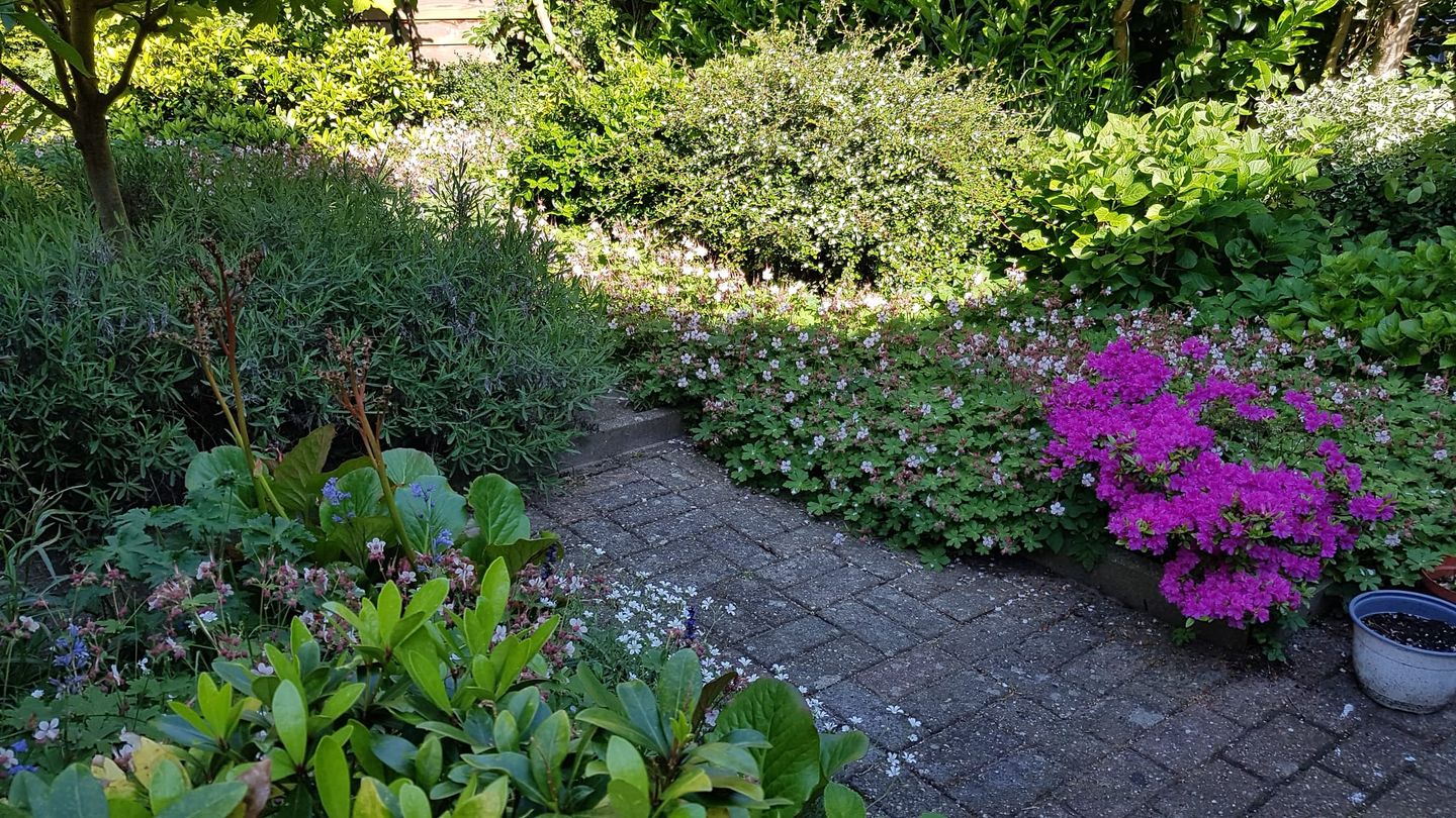 Photo 49 of Pinksterbloem 3