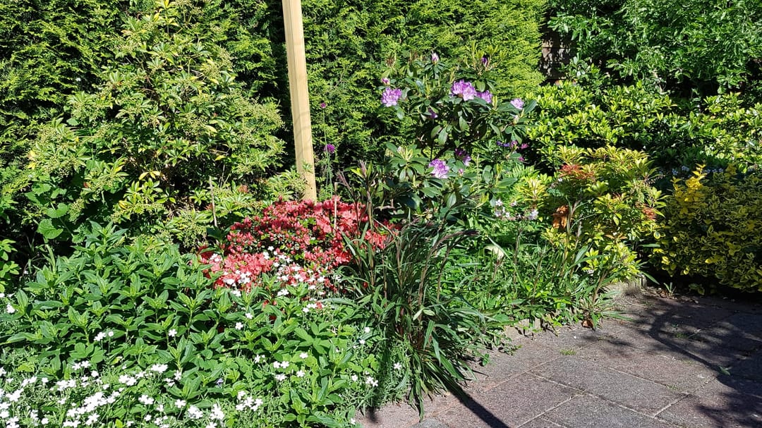 Photo 53 of Pinksterbloem 3