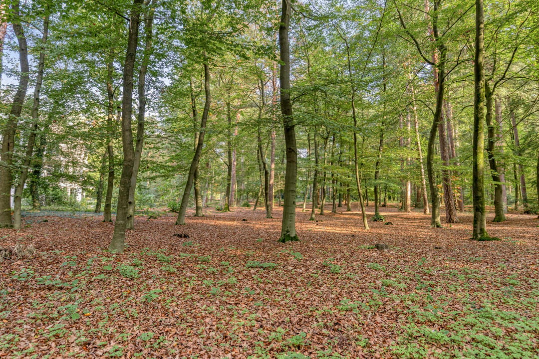 Foto 47 van Palisiumpark 21