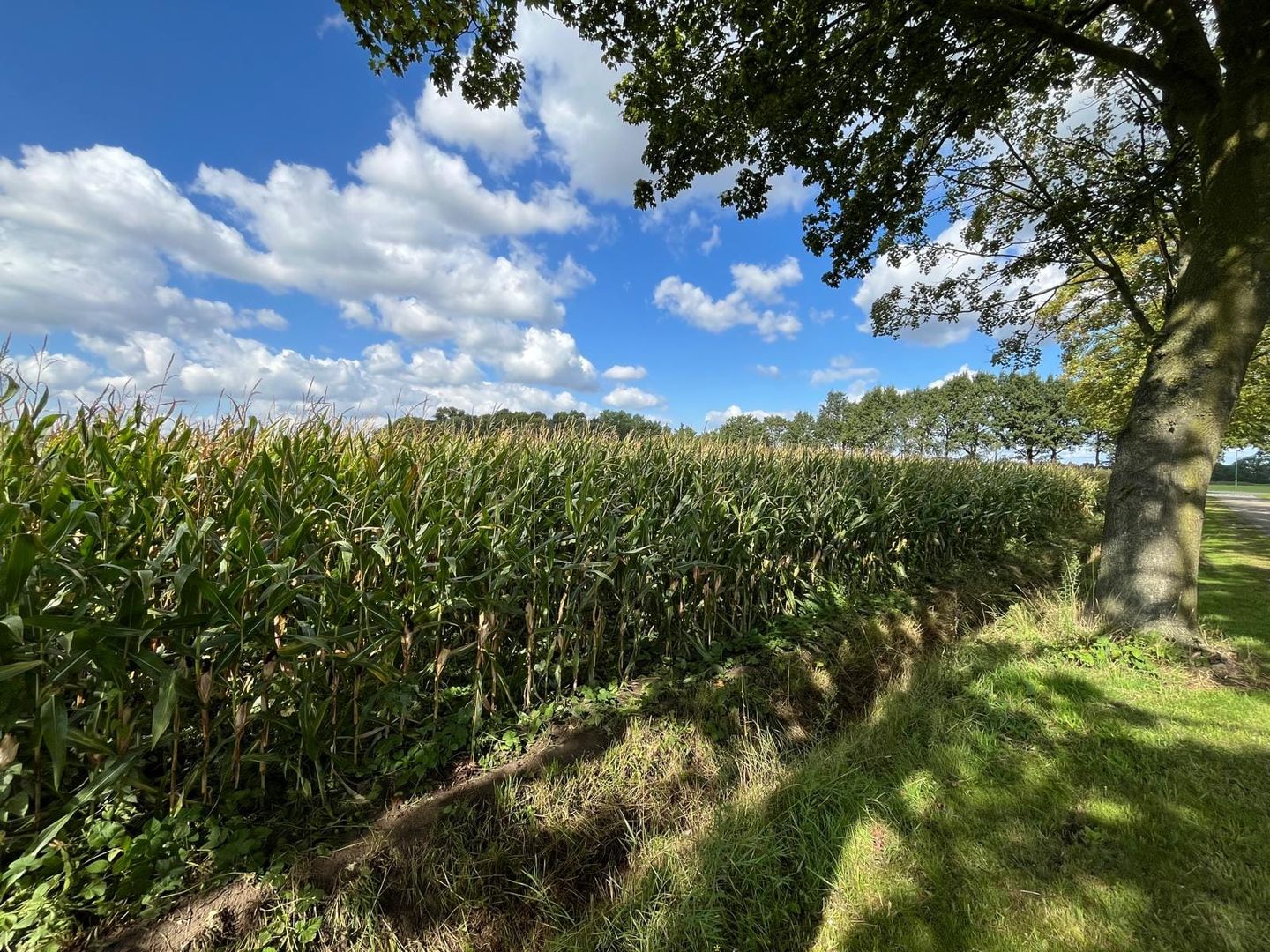 Vogelenzang - Erp - Afbeelding 4