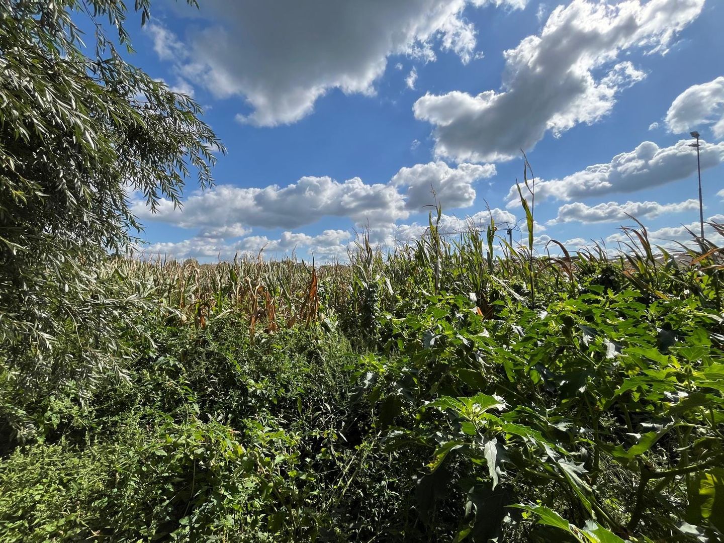 Vogelenzang - Erp - Afbeelding 3