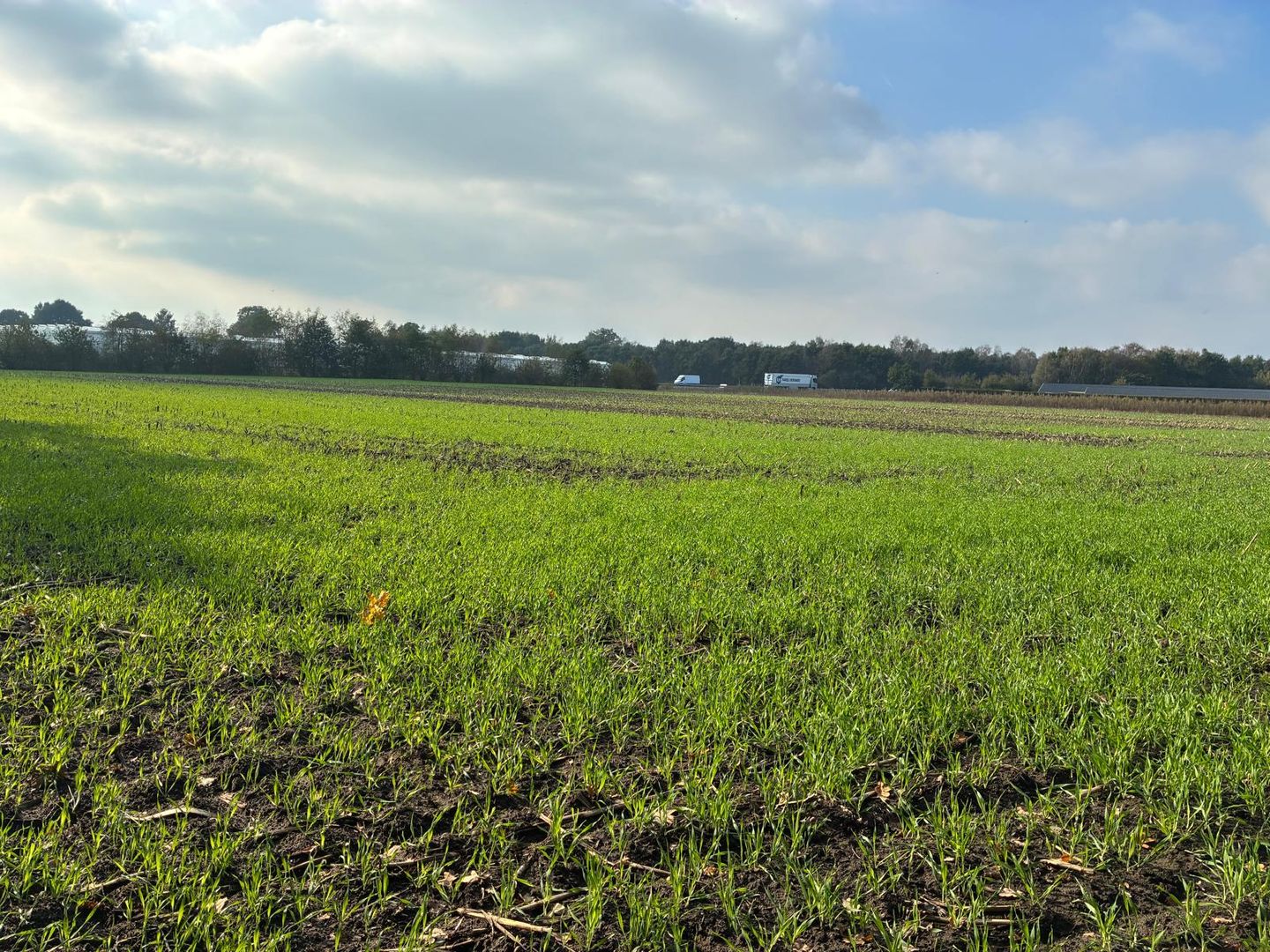 Witveldweg - Grubbenvorst - Afbeelding 7