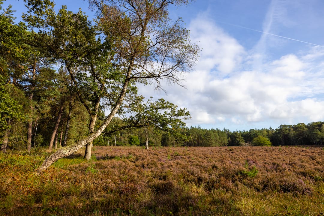 Photo 61 of Kamperweg 60