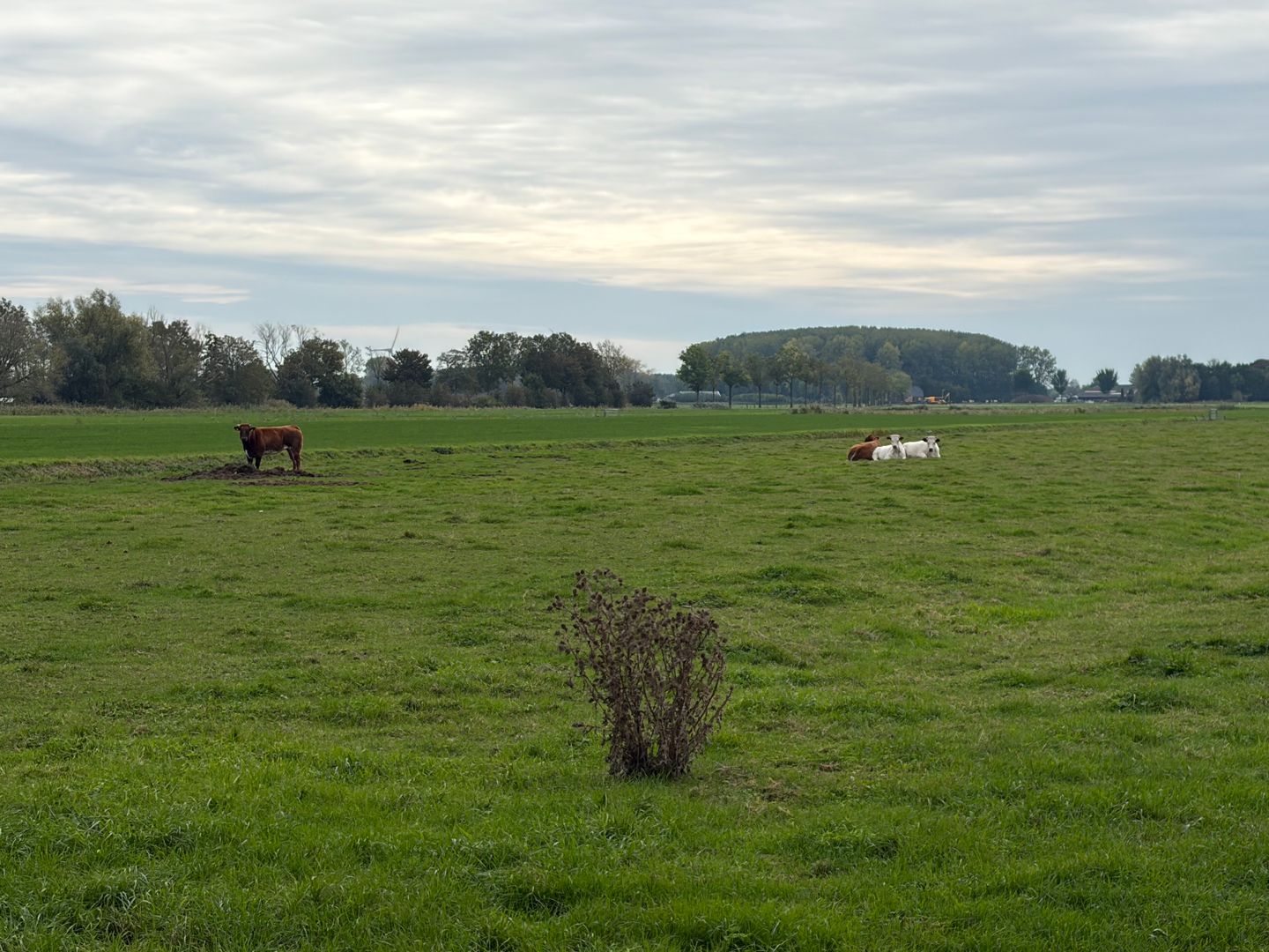 De Steeg - Ingen - Afbeelding 5