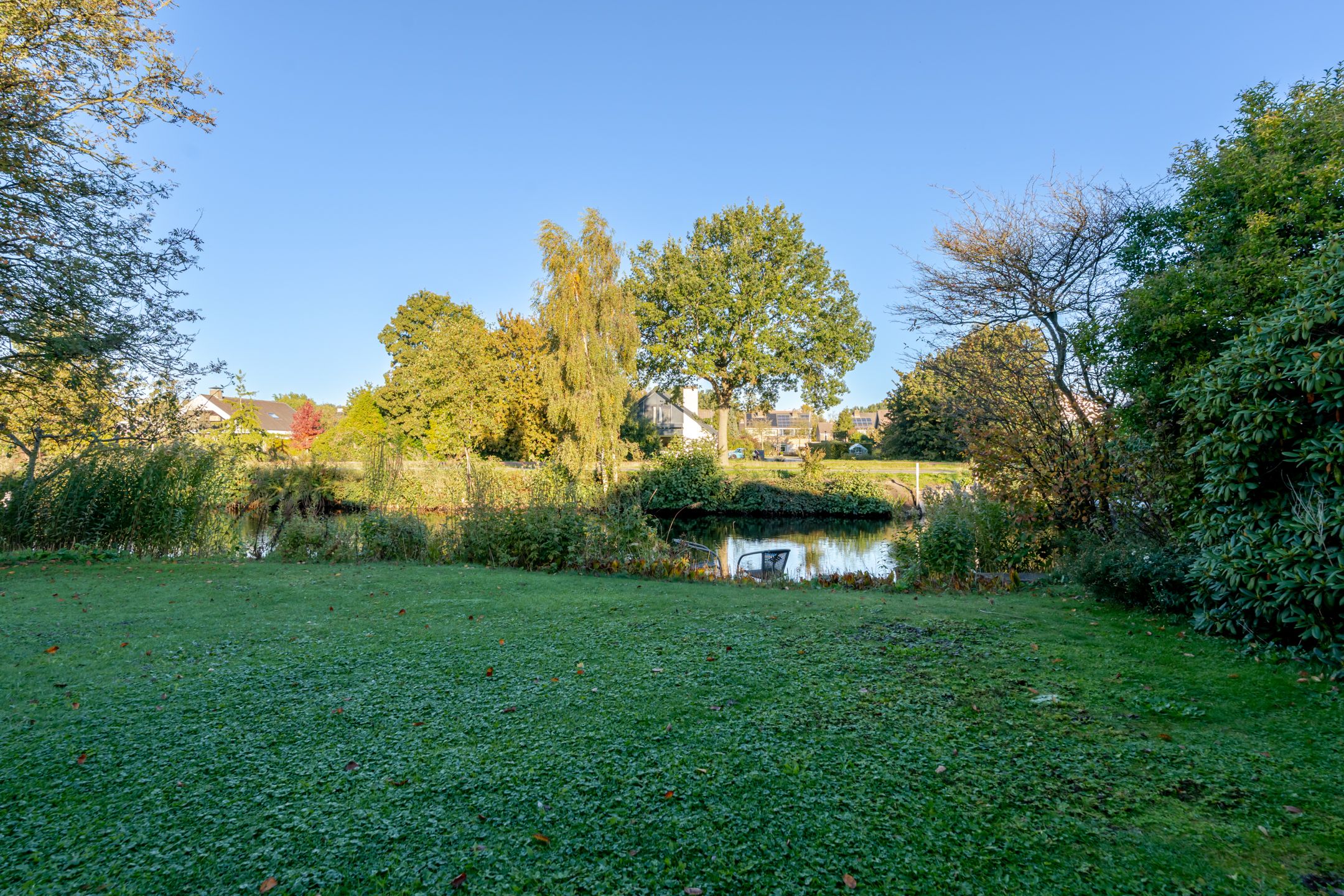 Foto 42 van Waterranonkel 2