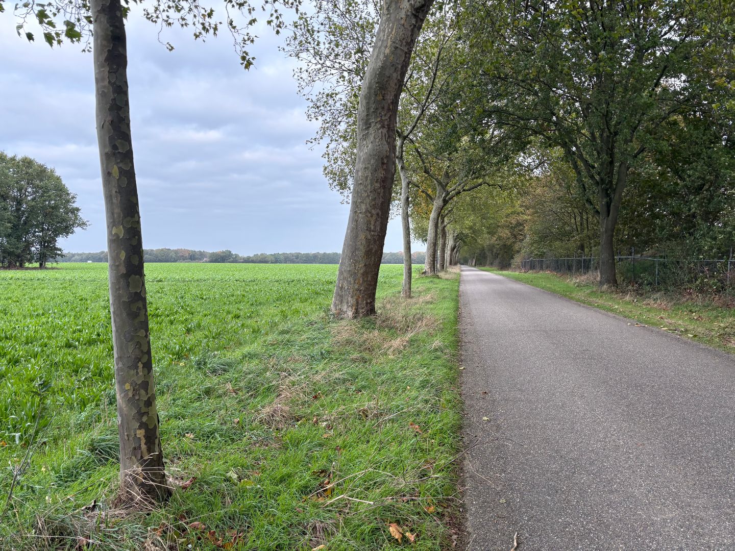 Saeffelderstraat - Koningsbosch - Afbeelding 7
