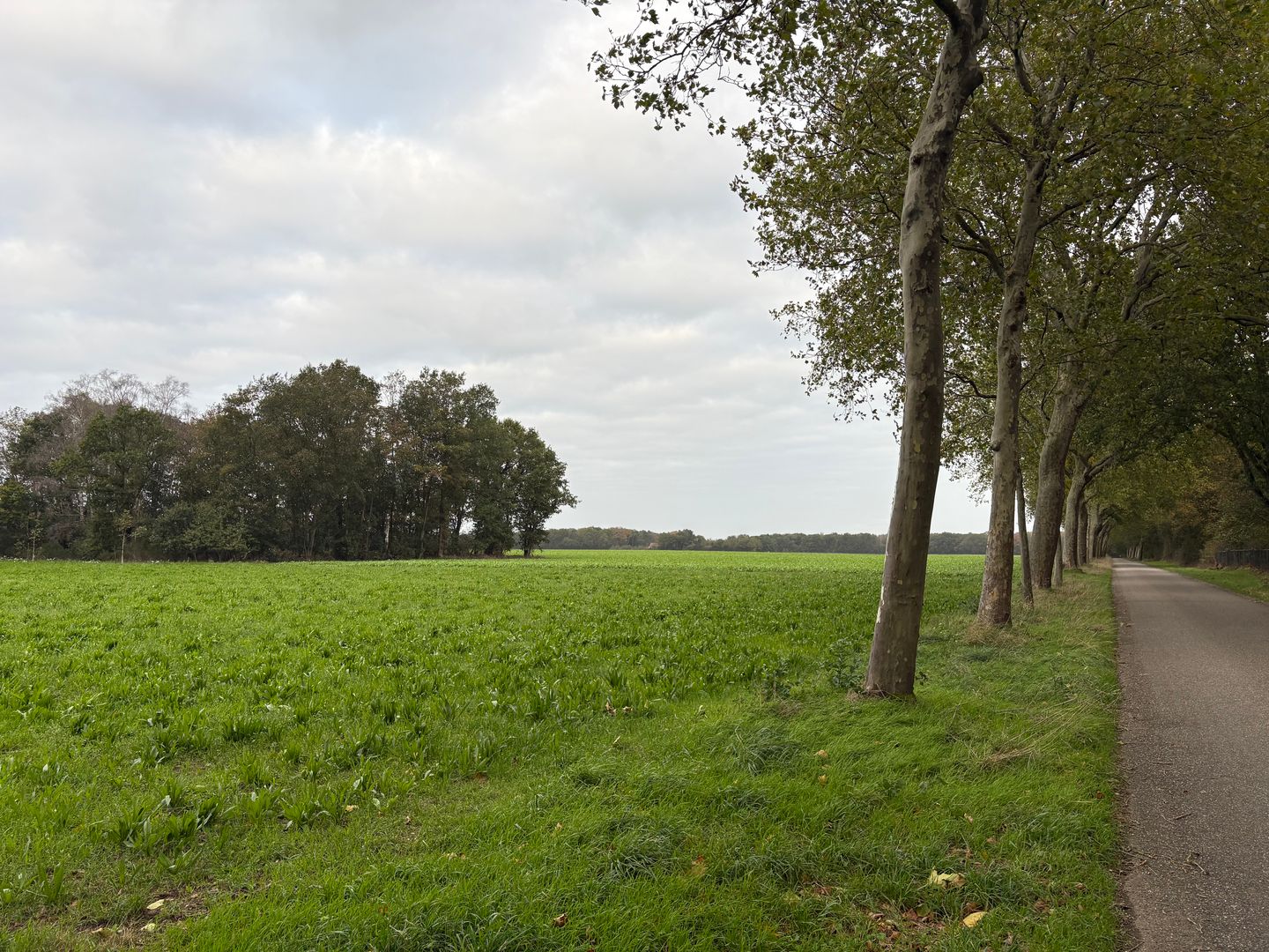 Saeffelderstraat - Koningsbosch - Afbeelding 5