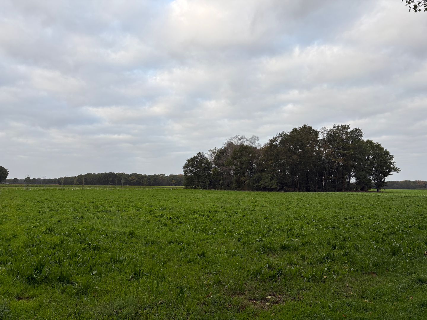 Saeffelderstraat - Koningsbosch - Afbeelding 4