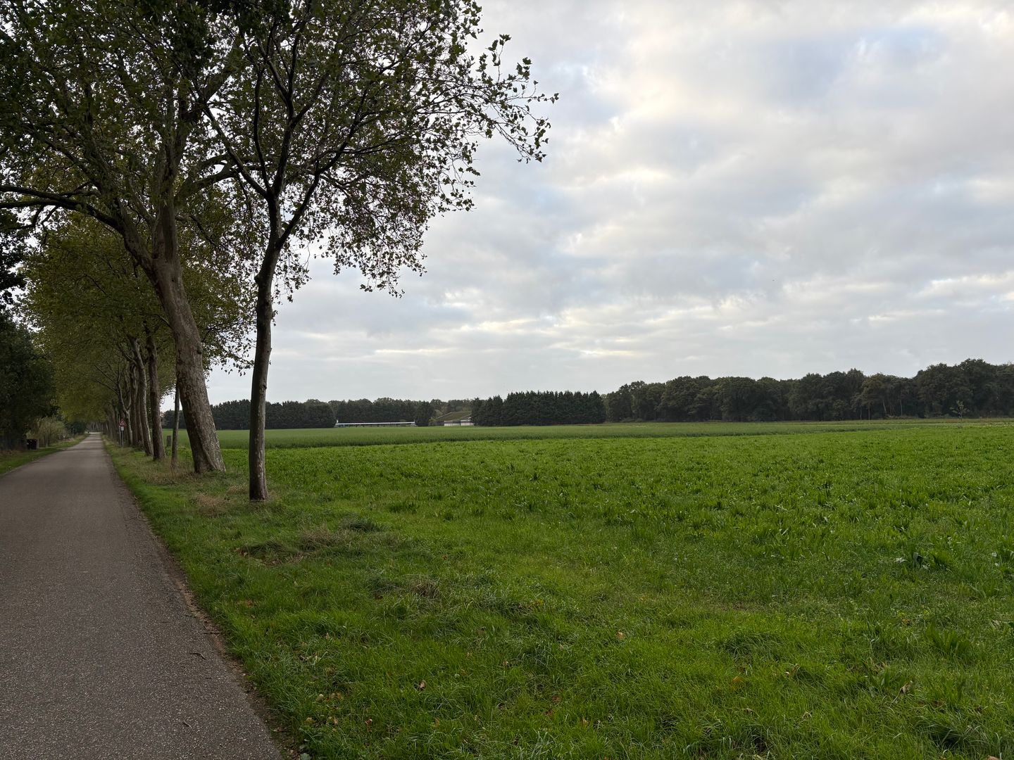Saeffelderstraat - Koningsbosch - Afbeelding 3