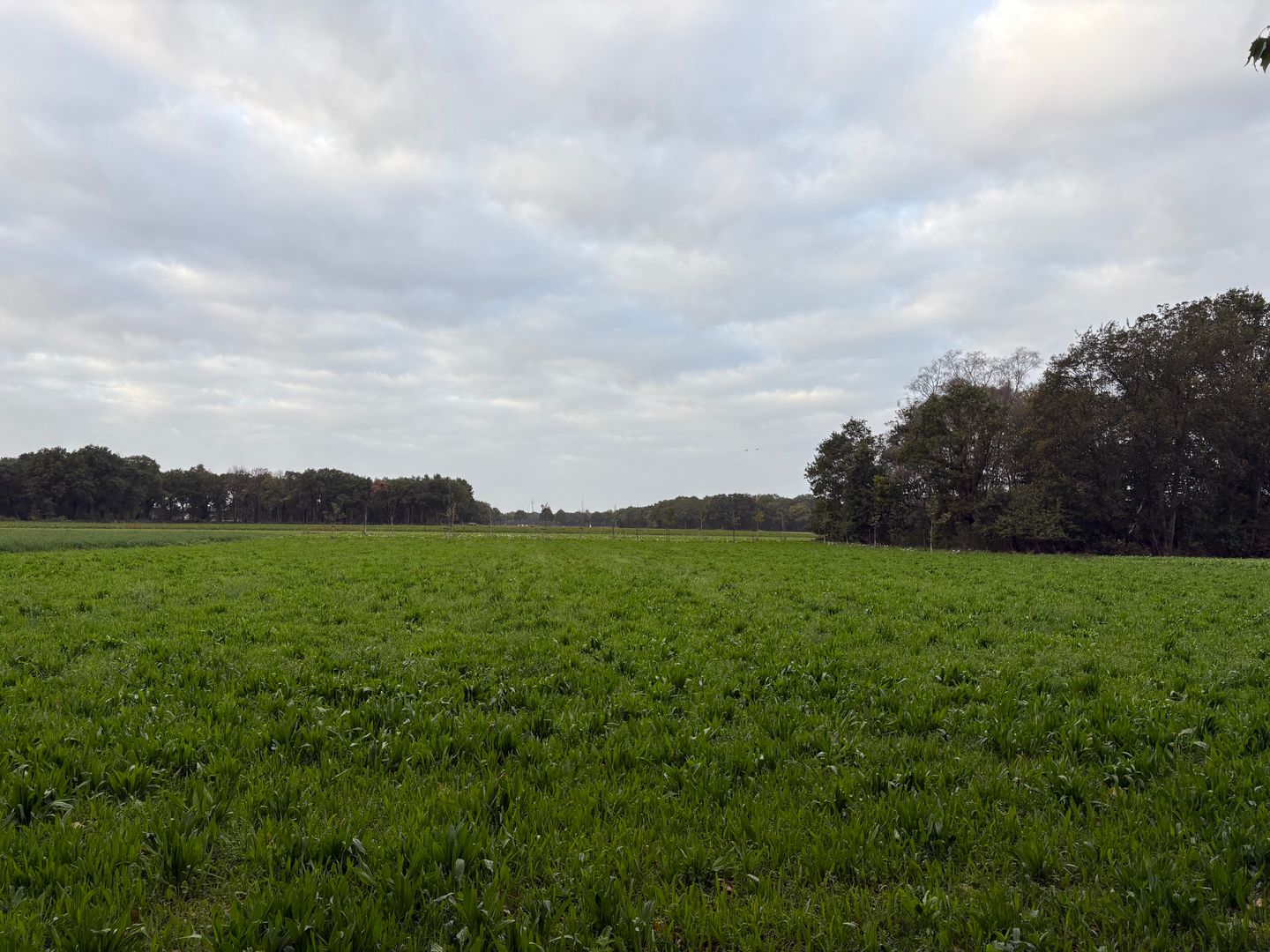 Saeffelderstraat - Koningsbosch - Afbeelding 6