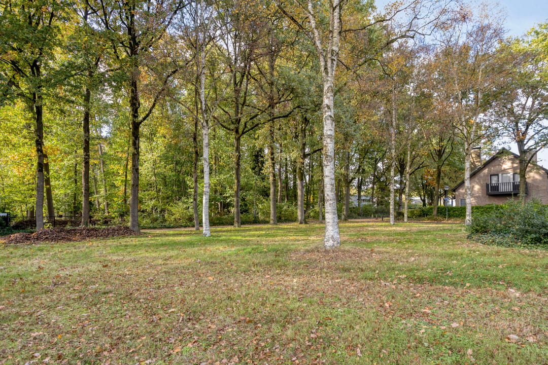 Photo 58 of Bosbes 2