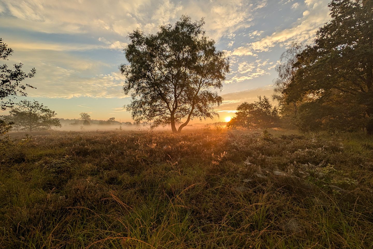 Foto 5 van Vuurvlinder 1