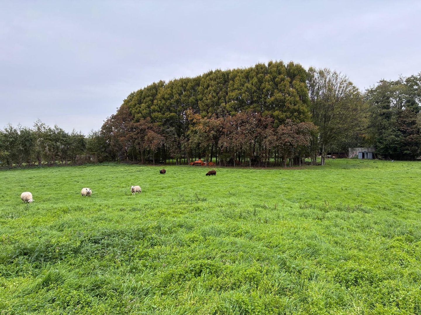 Empelse Schans - Den Bosch - Afbeelding 7